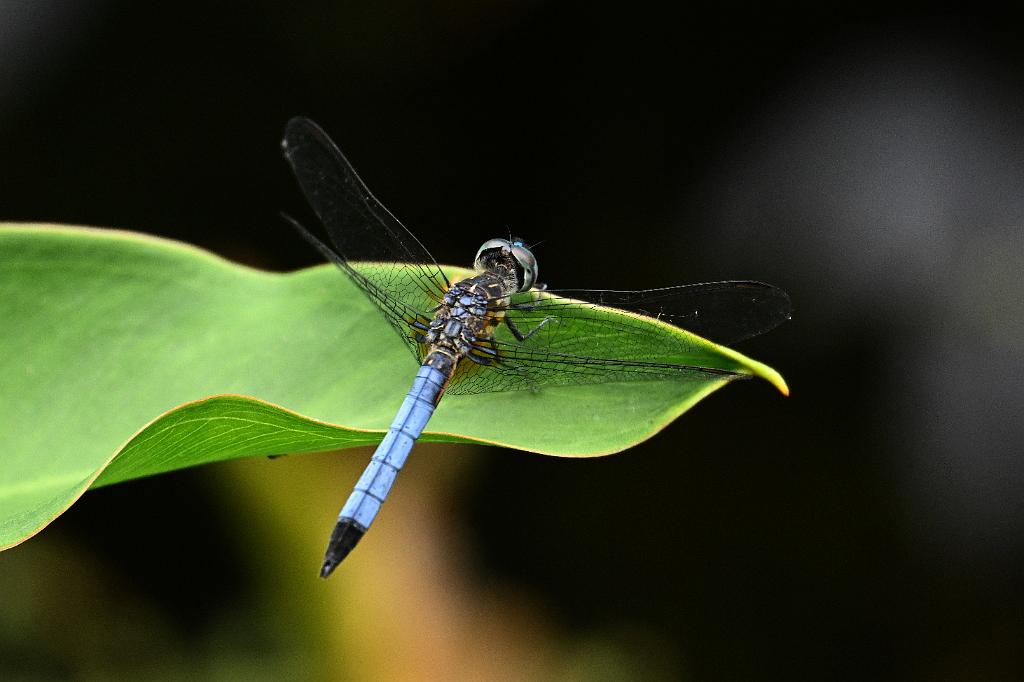2025-07029327 Broadmoor Wildlife Sanctuary, MA.JPG - Blue Dasher Dragonfly. Broadmoor Wildlife Sanctuary, MA, 7-2-2025